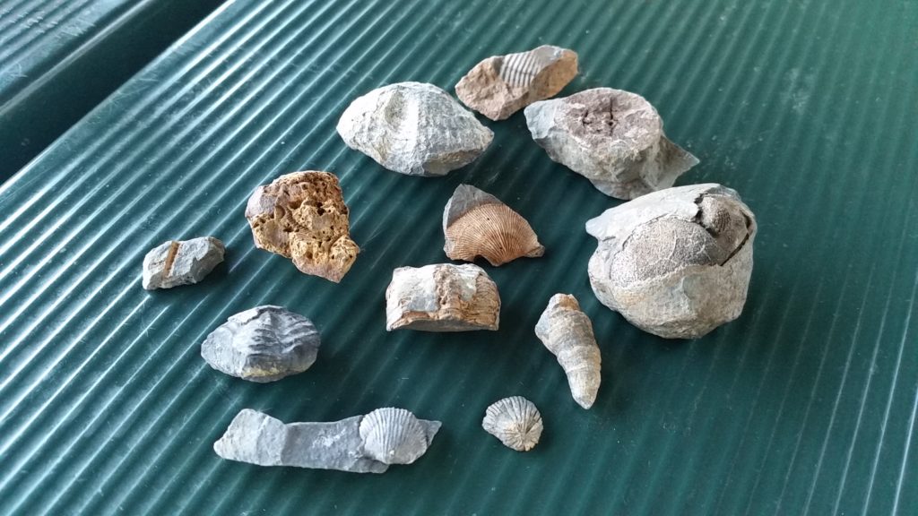 Arriba 56+ imagen fossil hunting pennsylvania